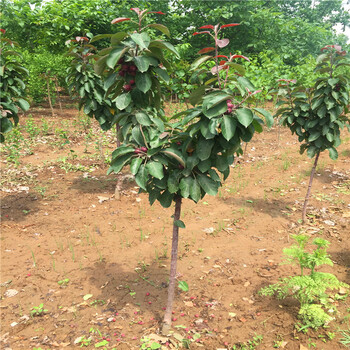 黑钻苹果树苗价钱黑钻苹果树苗批发价格