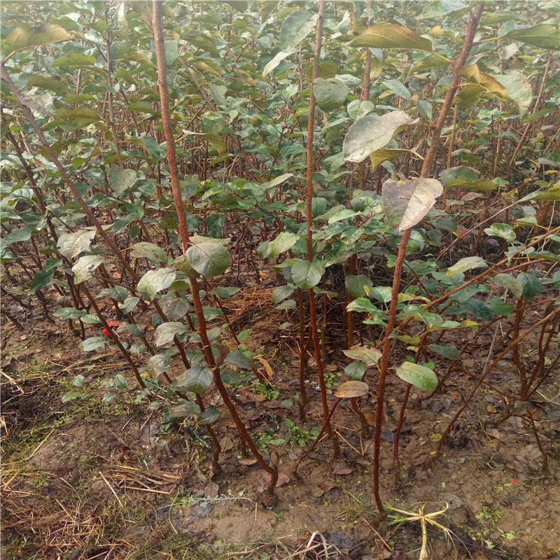 好管理的柱状苹果苗、柱状苹果苗批发基地