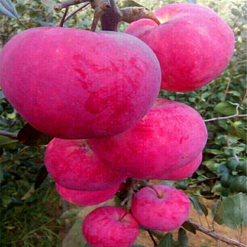 我想買紅色之戀蘋(píng)果苗、紅色之戀蘋(píng)果苗出售價(jià)格