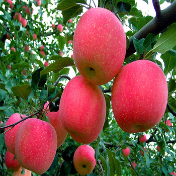 花牛苹果树苗多少钱、花牛苹果树苗种植基地