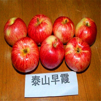 成活率高的5公分苹果苗、5公分苹果苗批发出售