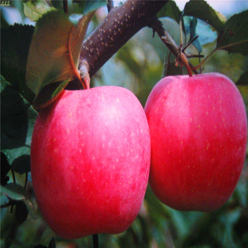 山东苹果树苗、苹果树苗品种