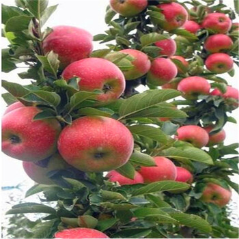 我想买自根砧木苹果苗、自根砧木苹果苗批发出售