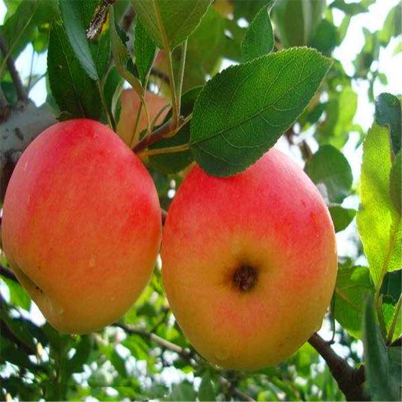 M9t337苹果树苗价格与报价、M9t337苹果树苗哪里价格便宜