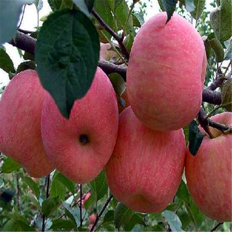 山东烟富10苹果苗、烟富10苹果苗价格多少