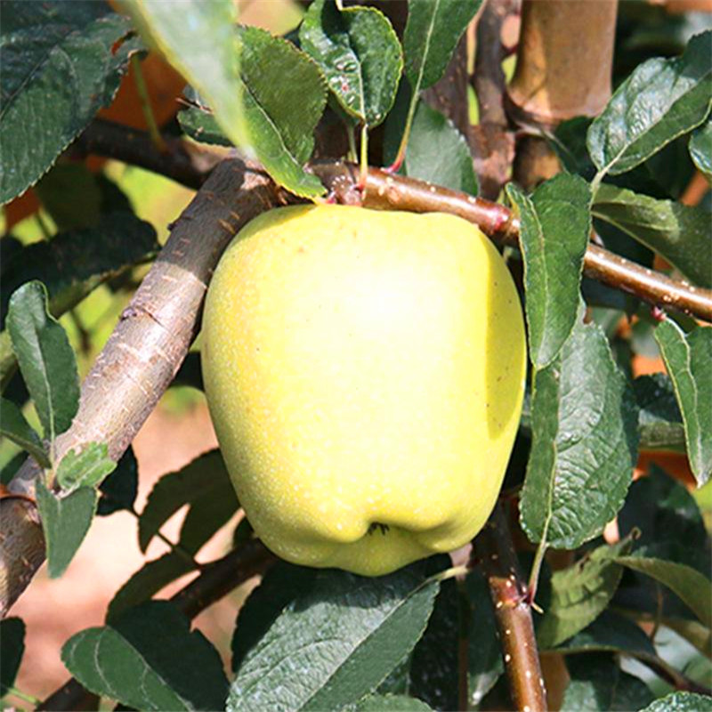 6公分苹果树苗批发什么价格6公分苹果树苗种植基地