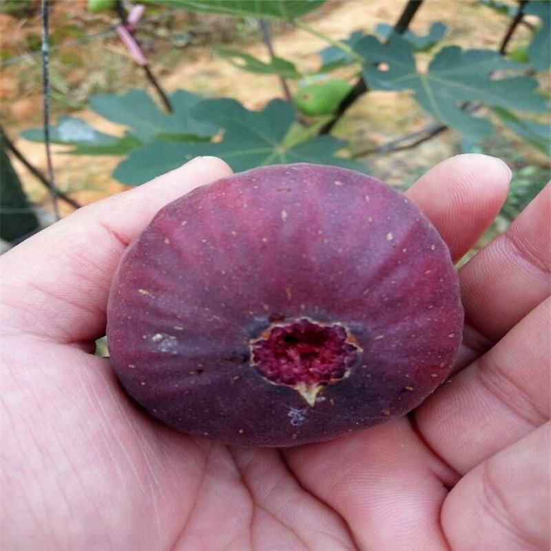 新品種5公分無花果樹苗基地5公分無花果樹苗價(jià)格哪里便宜