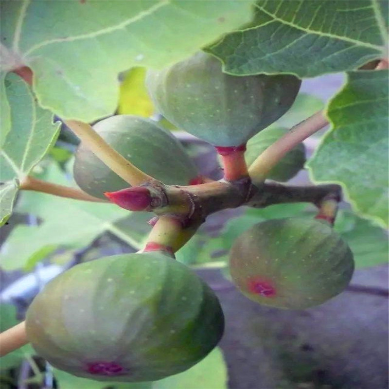 新品种华丽无花果树苗哪里有华丽无花果树苗销售价格