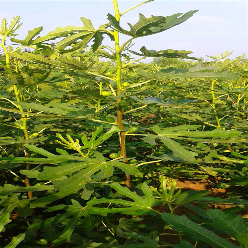 山東四年生無花果樹苗多少錢一棵四年生無花果樹苗出售價格