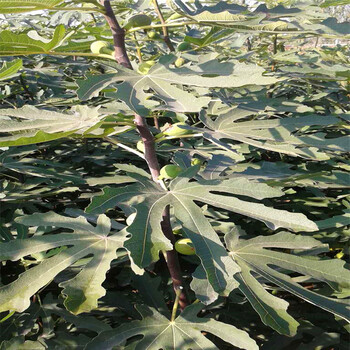 新品種蓬萊市無花果樹苗哪里有蓬萊市無花果樹苗價格是多少