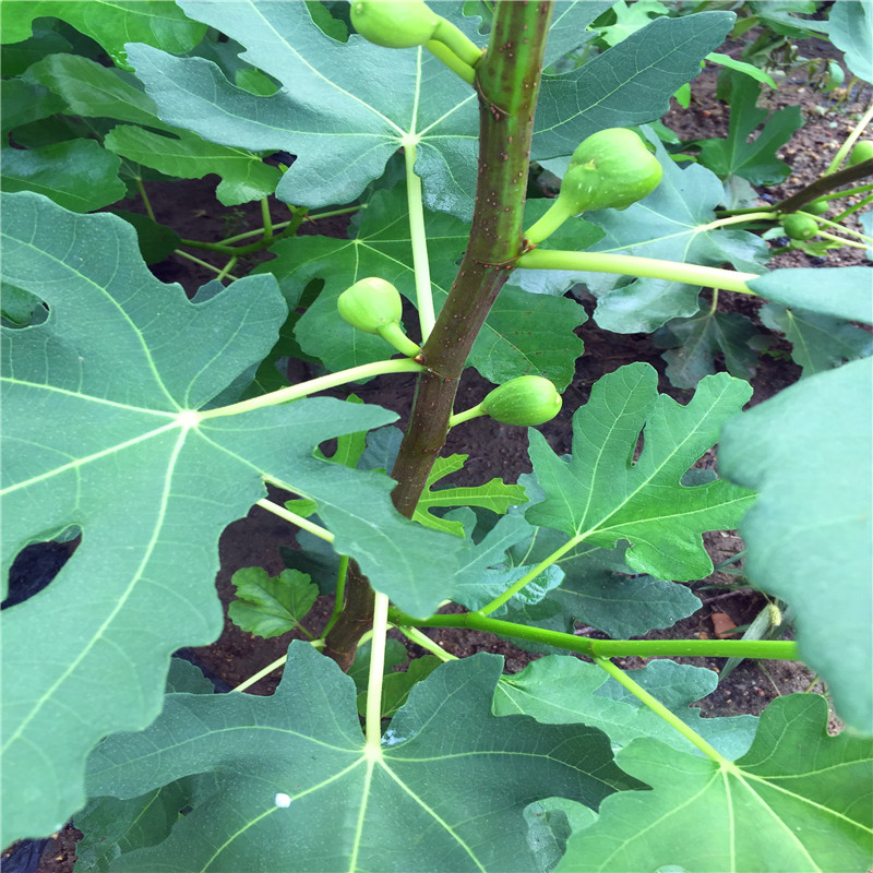 新品種5公分無花果樹苗基地5公分無花果樹苗價(jià)格哪里便宜