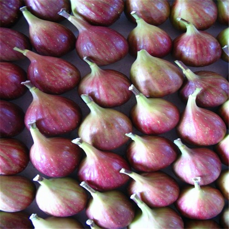 山東1公分無(wú)花果樹(shù)苗出售1公分無(wú)花果樹(shù)苗價(jià)格哪里便宜