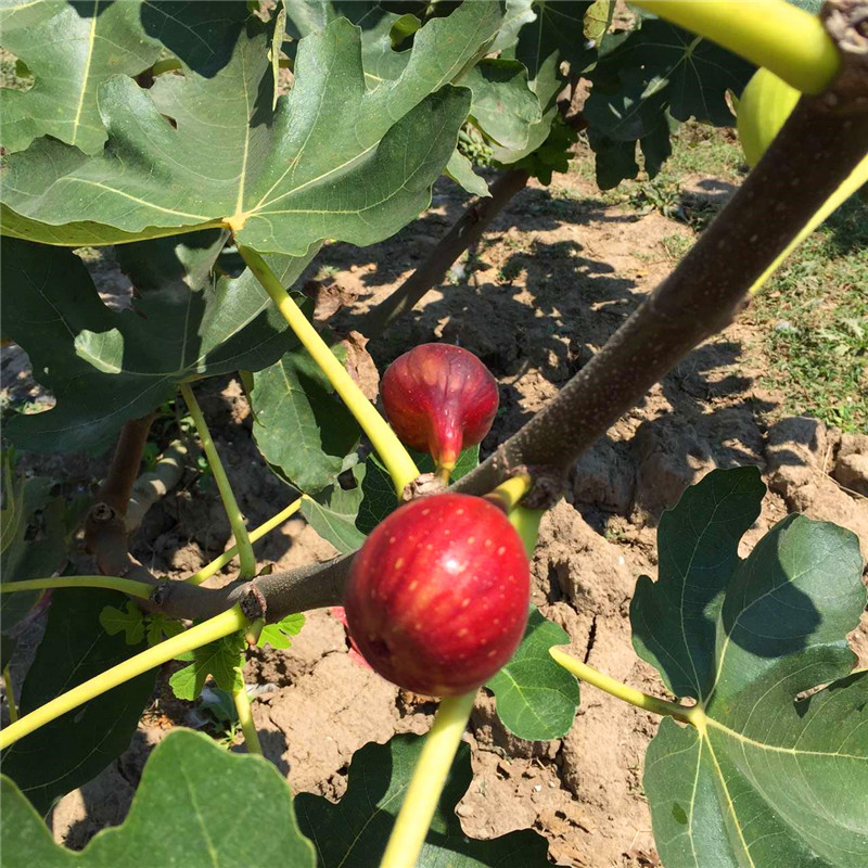 山東青皮無花果樹苗多少錢青皮無花果樹苗行情