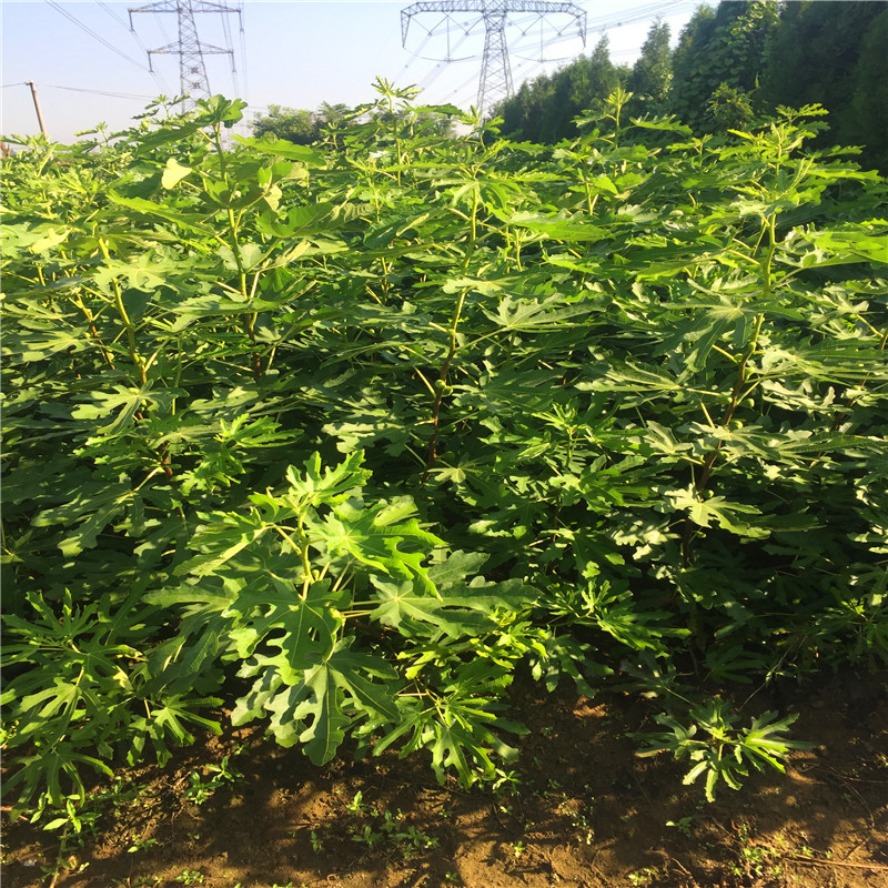 2018年3公分無花果樹苗多少錢3公分無花果樹苗批發(fā)基地