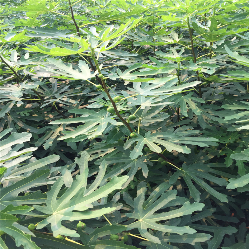 2018年兩年生無花果樹苗出售兩年生無花果樹苗哪里可以買到