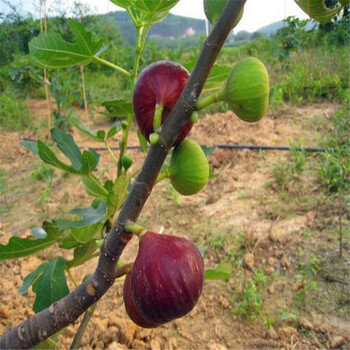 新品种三年生无花果树苗报价三年生无花果树苗批发出售