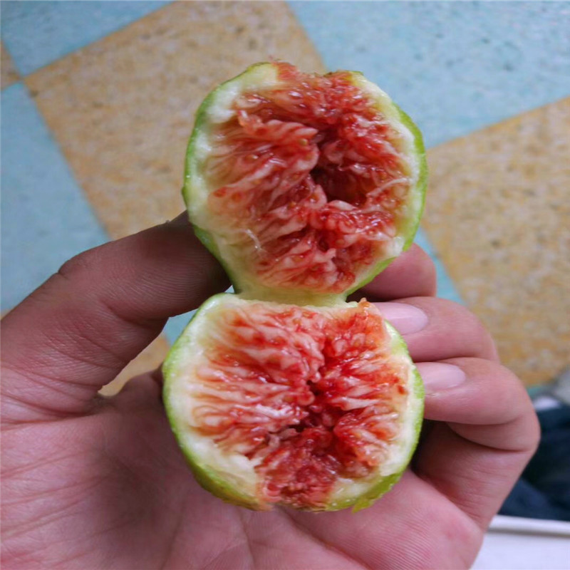 新品種三年生無花果樹苗批發(fā)三年生無花果樹苗什么價格