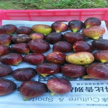 新品種金傲芬無花果樹苗哪里有金傲芬無花果樹苗附近哪里有