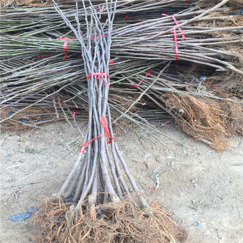 新品種美利亞無花果樹苗基地美利亞無花果樹苗什么價格