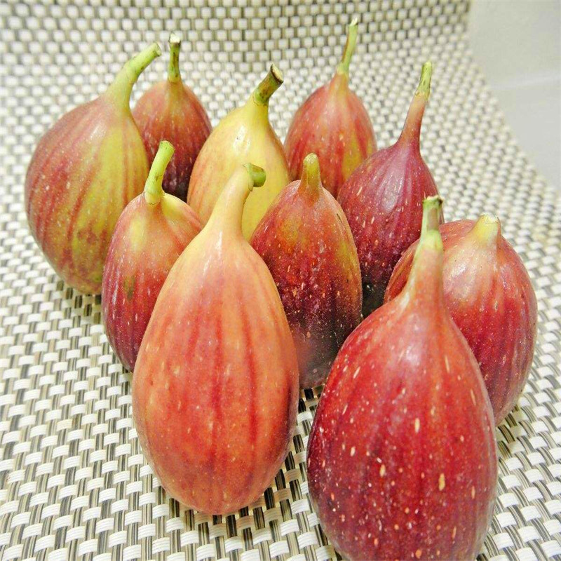 2018年青皮無花果樹苗多少錢一棵青皮無花果樹苗附近哪里有