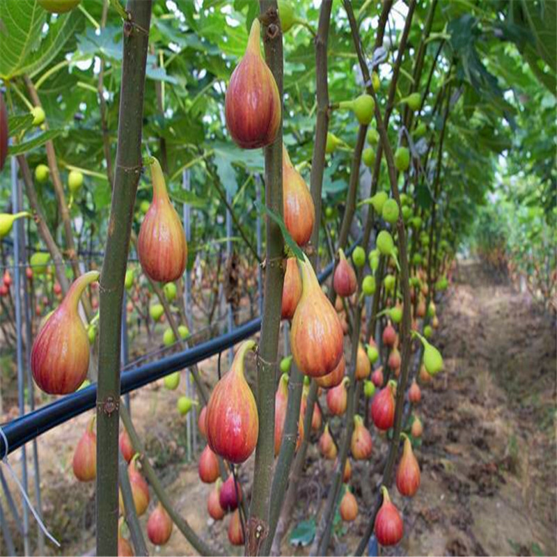 2018年無花果小苗價(jià)格無花果小苗批發(fā)基地