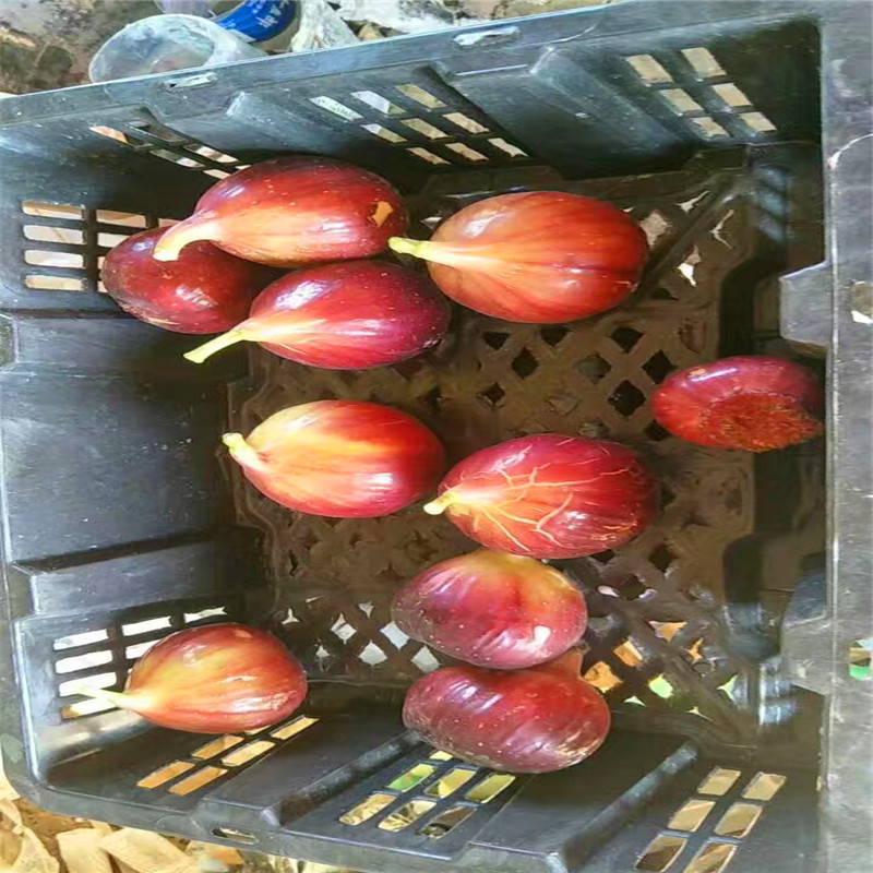 新品種3公分無花果樹苗多少錢一棵3公分無花果樹苗什么價格