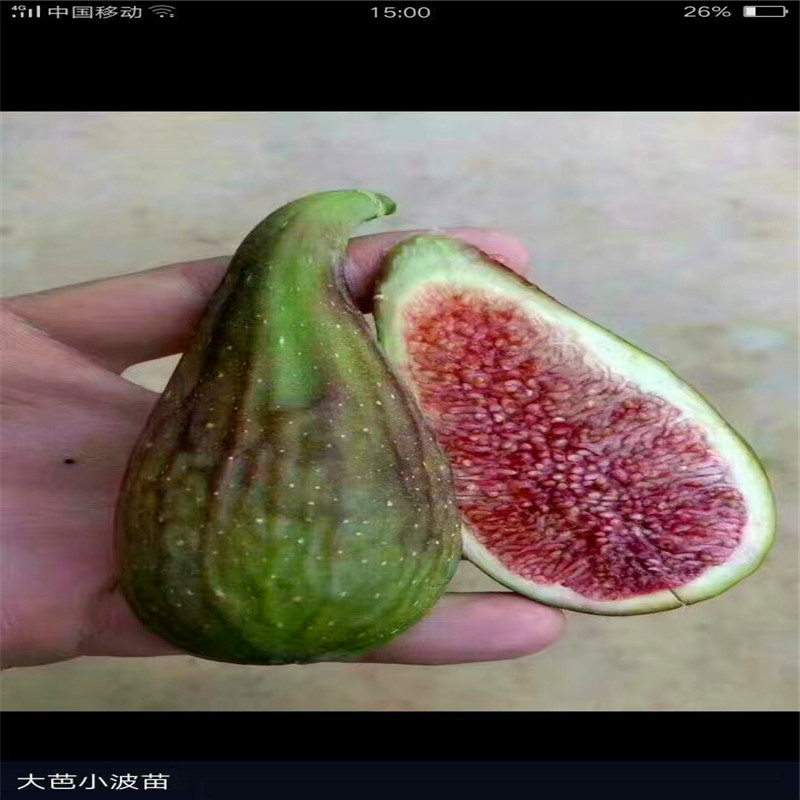 新品種美利亞無花果樹苗基地美利亞無花果樹苗什么價格