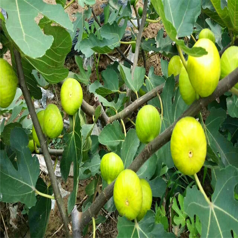2018年波姬紅無花果樹苗價格波姬紅無花果樹苗哪里有賣的
