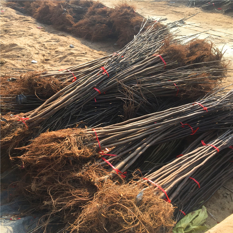 新品種一年生無(wú)花果樹(shù)苗多少錢(qián)一年生無(wú)花果樹(shù)苗銷(xiāo)售基地