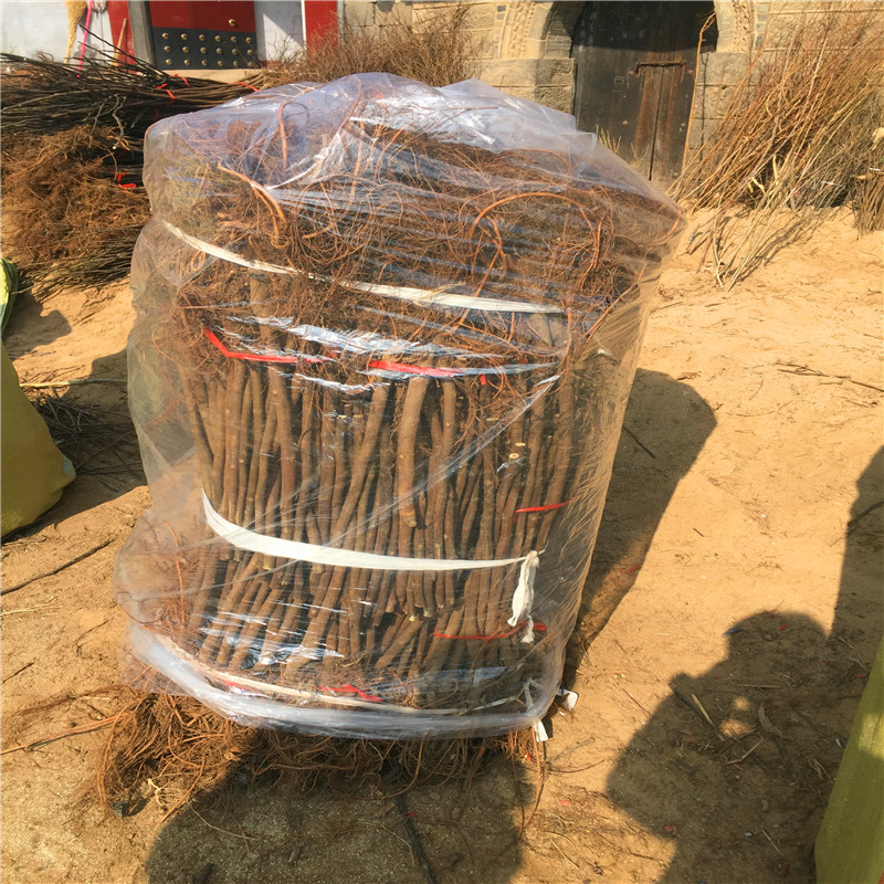 山東無花果苗多少錢無花果苗批發(fā)價格