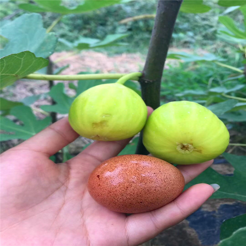 新品种无花果树苗价格无花果树苗哪里有卖的