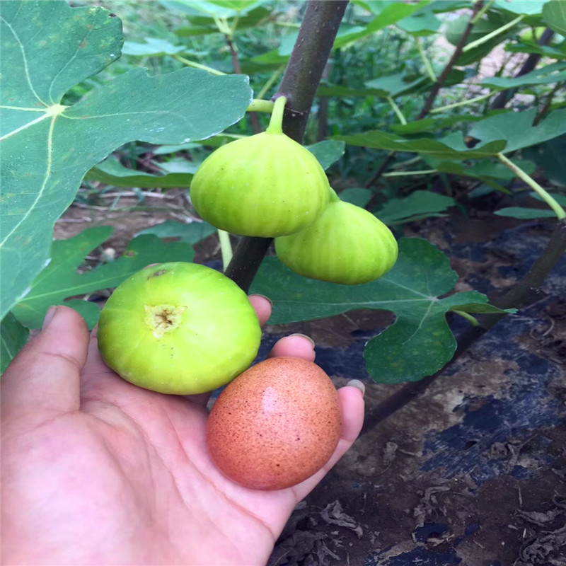 新品種兩年生無花果樹苗基地兩年生無花果樹苗行情