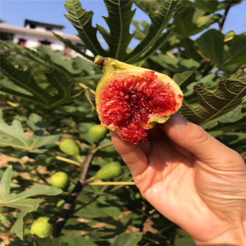 山東4公分無花果樹苗報(bào)價(jià)4公分無花果樹苗出售價(jià)格