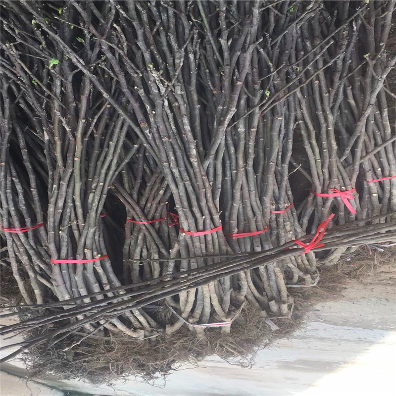 山東3公分無花果樹苗出售3公分無花果樹苗批發(fā)出售