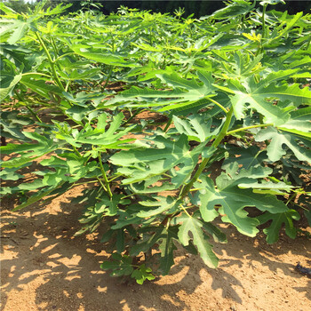 山東一年生無花果樹苗價格一年生無花果樹苗價格是多少