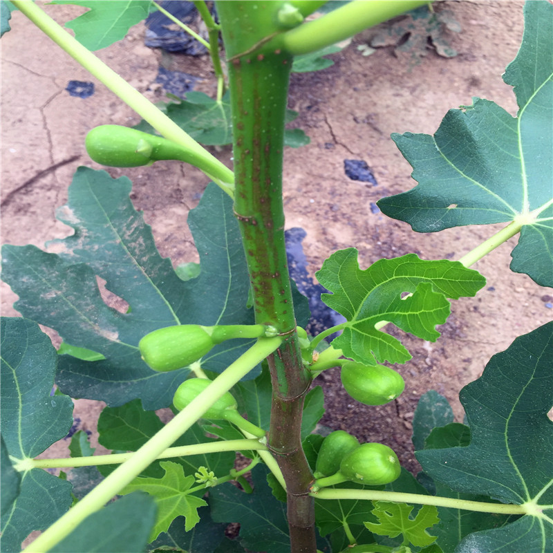 2018年瑪斯義陶芬無(wú)花果樹苗多少錢瑪斯義陶芬無(wú)花果樹苗哪里有賣的