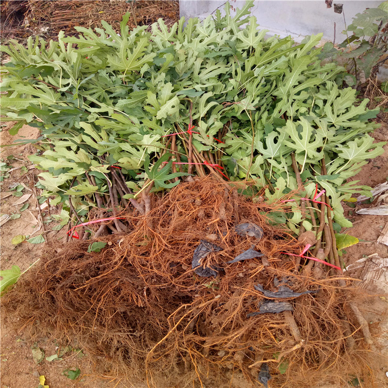 山東四年生無花果樹苗多少錢一棵四年生無花果樹苗批發(fā)基地