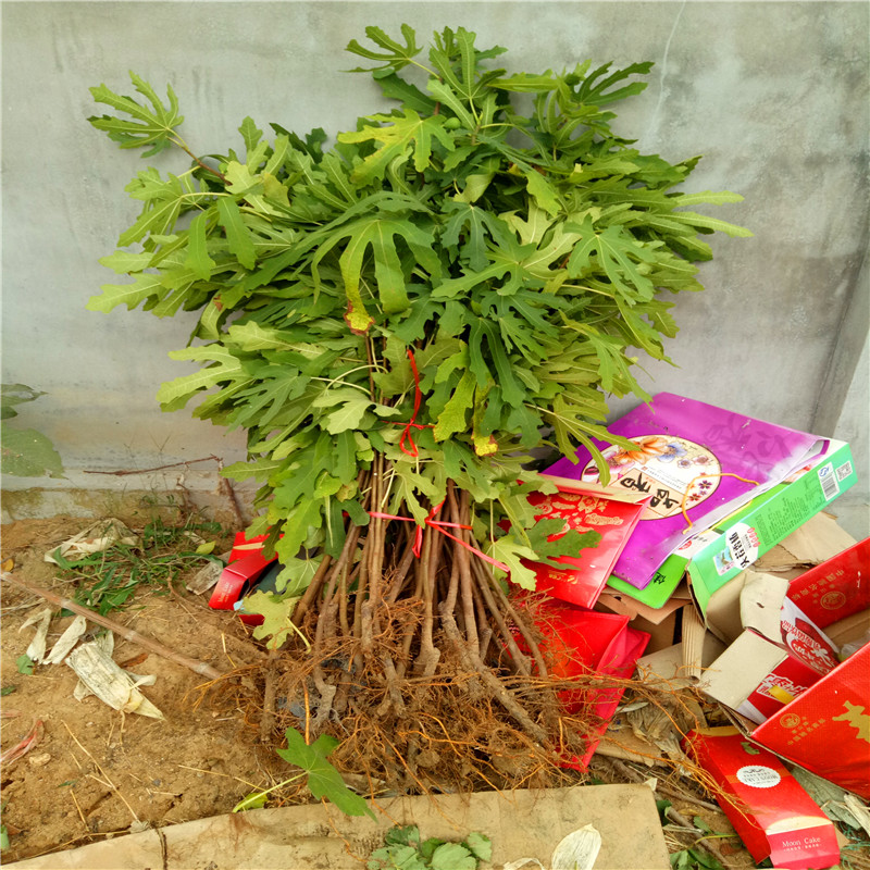 山東無花果小苗基地?zé)o花果小苗基地報價