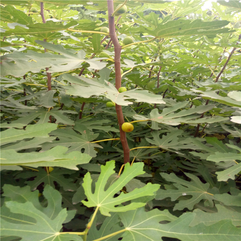 山東1公分無(wú)花果樹苗批發(fā)1公分無(wú)花果樹苗批發(fā)出售