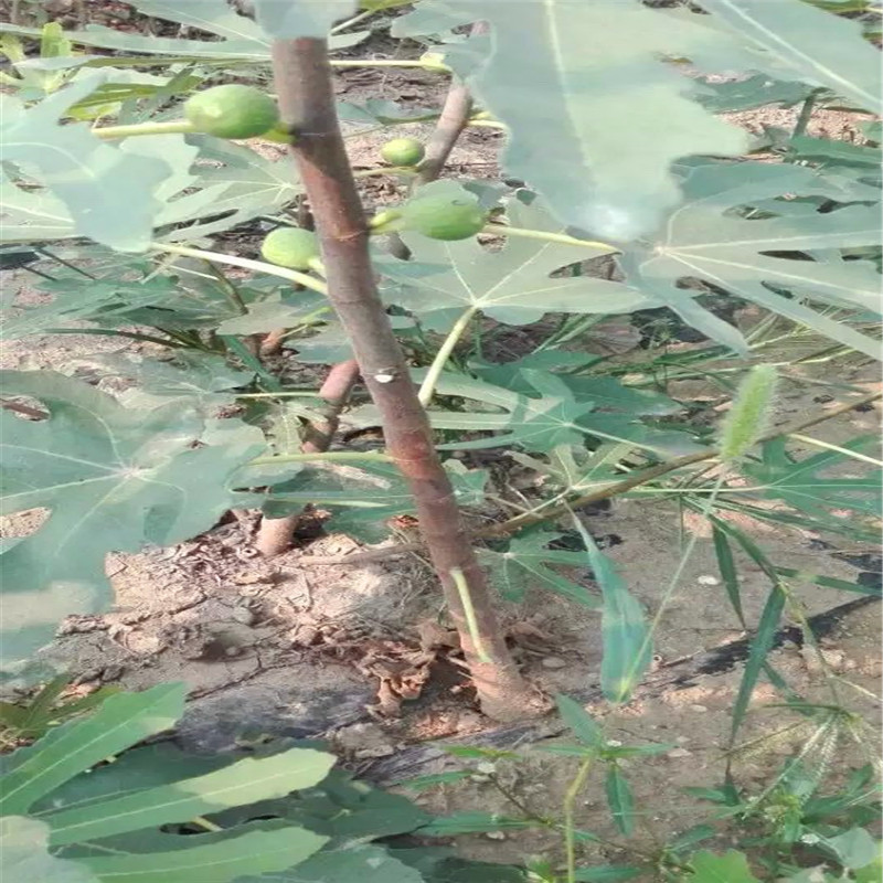 山東2公分無花果樹苗多少錢2公分無花果樹苗銷售基地