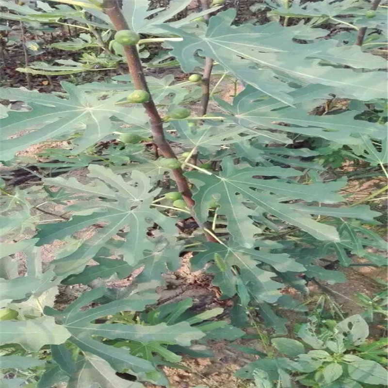 2018年5公分無花果樹苗多少錢5公分無花果樹苗銷售價(jià)格