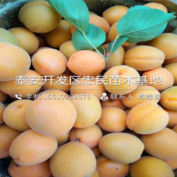 新品種2公分杏樹苗多少錢一棵新品種2公分杏樹苗批發(fā)價位