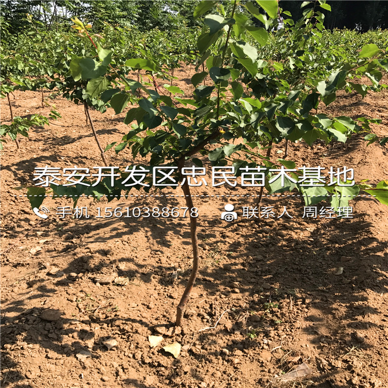 山东1公分杏树苗价格山东1公分杏树苗基地