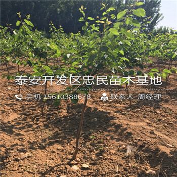 2018年紅豐杏樹(shù)苗價(jià)錢2018年紅豐杏樹(shù)苗多少錢