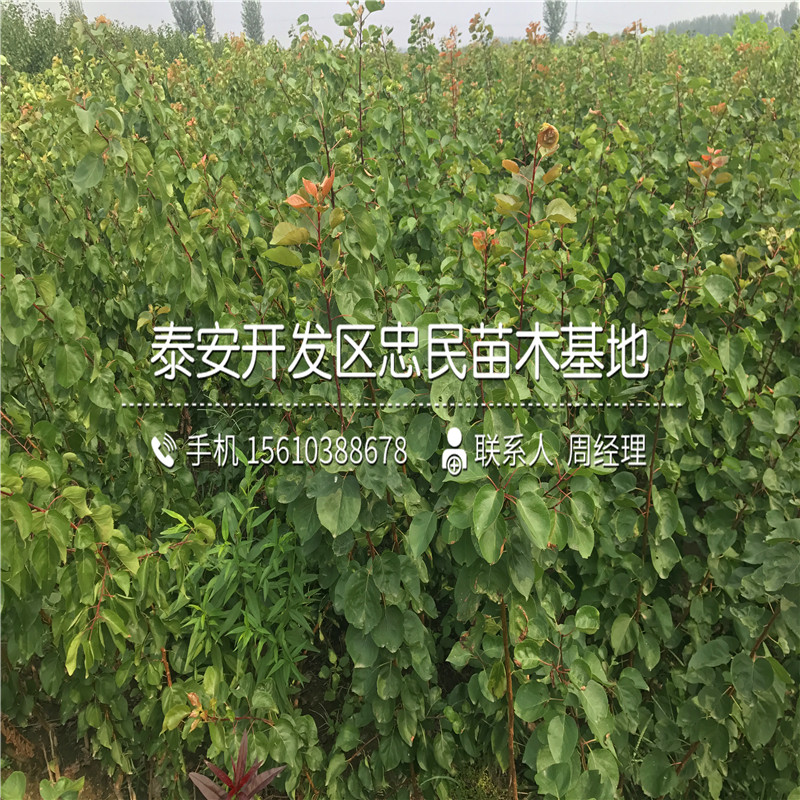 新品種7公分杏樹苗多少錢一棵新品種7公分杏樹苗多少錢