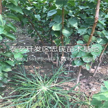 新品種8公分杏樹苗多少錢一棵新品種8公分杏樹苗價格多少