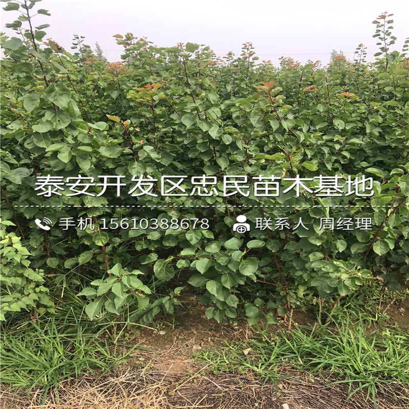 新品种红杏树苗价格行情新品种红杏树苗品种