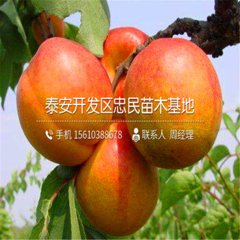 2018年凱特杏樹苗哪里有出售2018年凱特杏樹苗種植基地