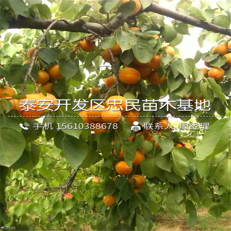 山东4公分杏树苗多少钱一棵山东4公分杏树苗基地