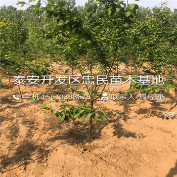 新品种2公分杏树苗报价新品种2公分杏树苗基地